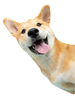 Pets & Animal Care